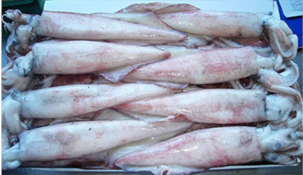 Many kinds of live and frozen bait.